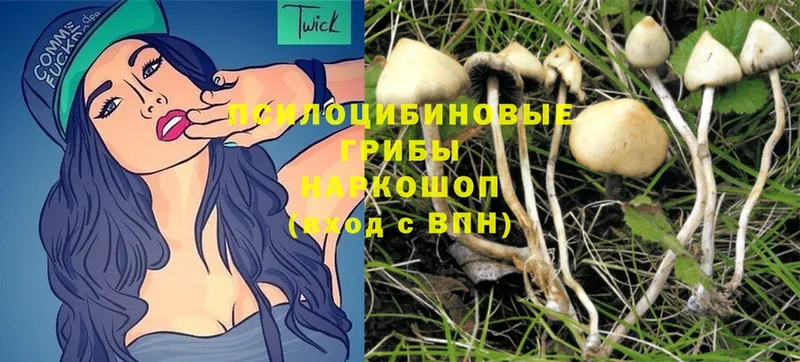 Галлюциногенные грибы Cubensis  Байкальск 